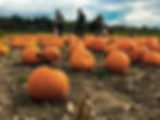 Pumpkin Field